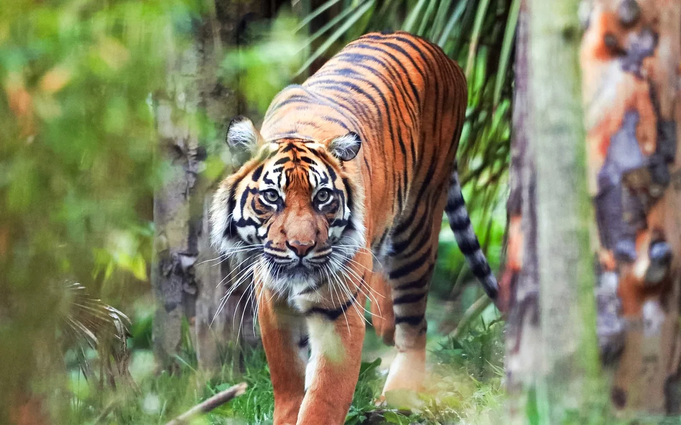 Tiger walking through a leafy zoo enclosure